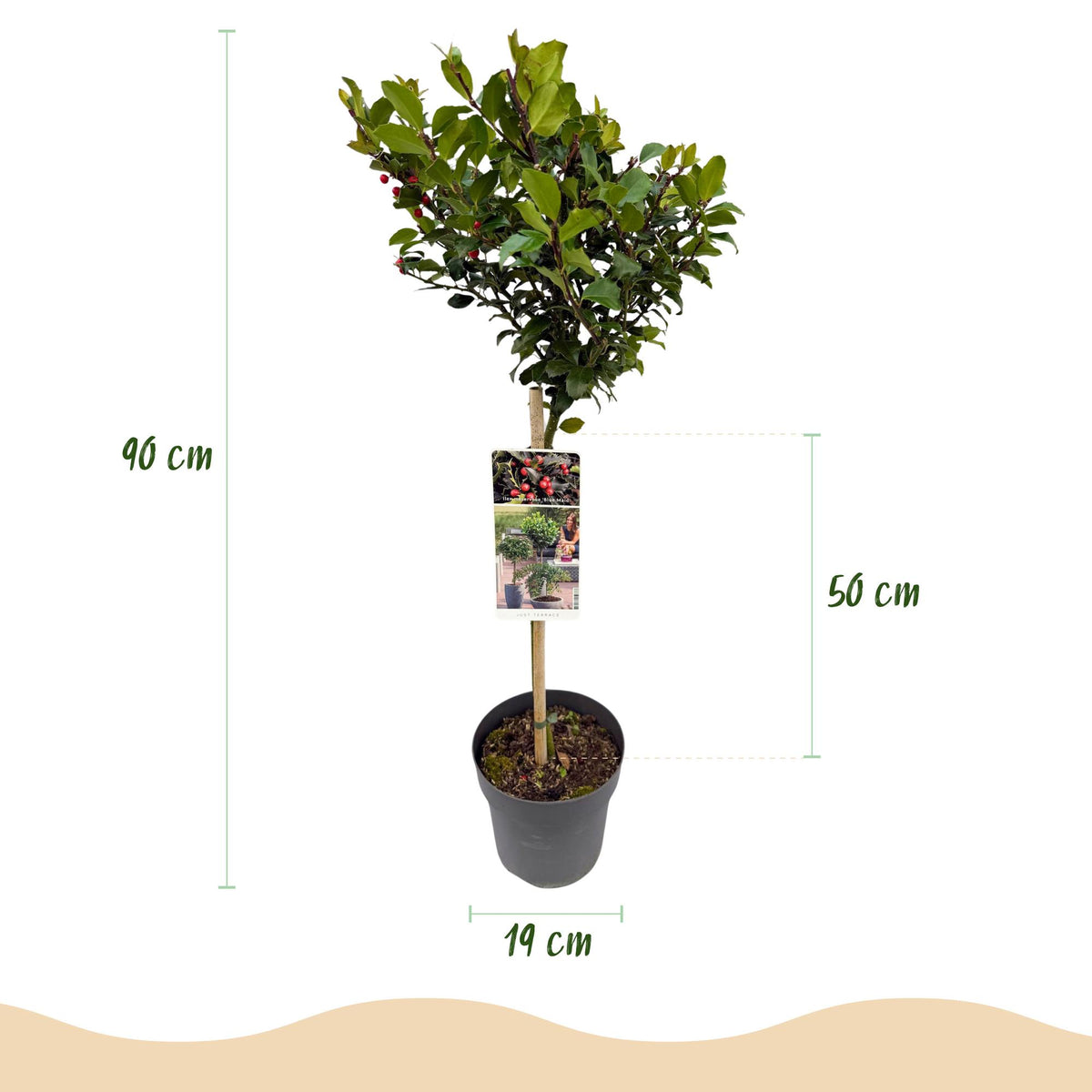 Green boutiQ - Plant op Stam - Ilex meserveae Blue Maid - Terras Plant - Bladhoudend - Winterhard - Rode Bes - Pot 19cm Hoogte 90cm