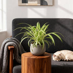 Green boutiQ - Plante d'intérieur - Chlorophytum comosum Variegatum - Plante araignée - Adapté aux animaux de compagnie - Panaché - 4 plantes - Pot 12cm - Hauteur 25-30cm