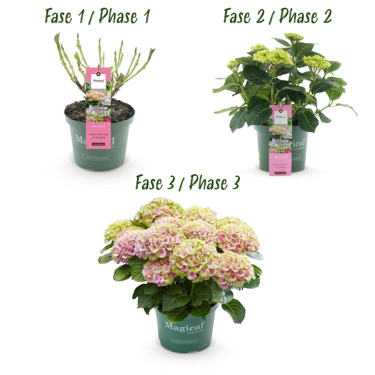 Green boutiQ - Plante de terrasse - Hortensia - Hydrangea Magical Jewel Pink - Rose - 6-10 fleurs - Pot 23 cm Hauteur 55 cm