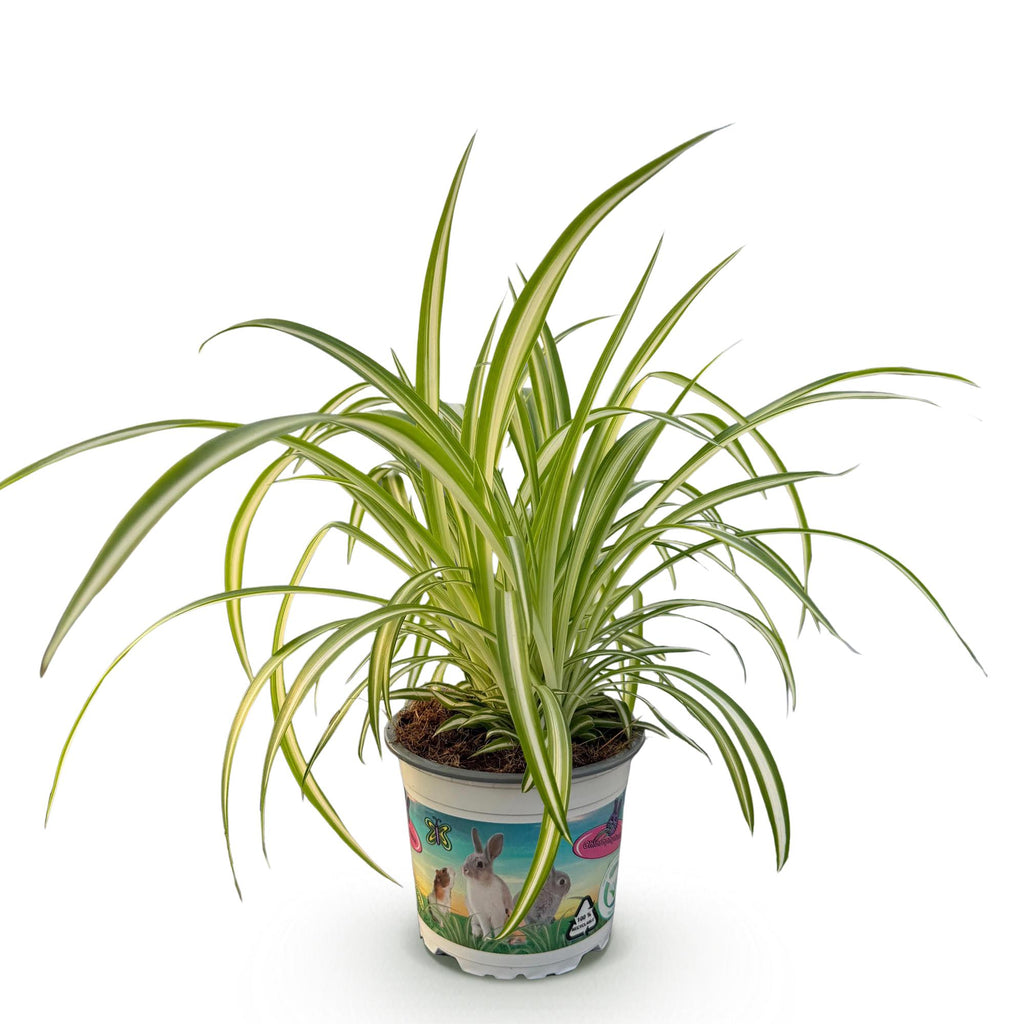 Green boutiQ - Zimmerpflanze - Chlorophytum comosum Variegatum - Grünlilie - Haustierfreundliche Pflanze - Grün - 1 Pflanze - Topf 12cm - Höhe 20cm