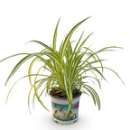 Green boutiQ - Zimmerpflanze - Chlorophytum comosum Variegatum - Grünlilie - Haustierfreundliche Pflanze - Grün - 1 Pflanze - Topf 12cm - Höhe 20cm