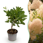 Green boutiQ - Plante de jardin - Cotinus coggygria Young Lady - Vert 1 Plante - Caduc - Peu d'entretien - Pot 12cm Hauteur 35cm