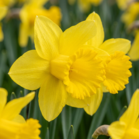 120x Narcissus Carlton - Gele narcis - Geel - Voorjaarsbloeier - Bolmaat 12/14