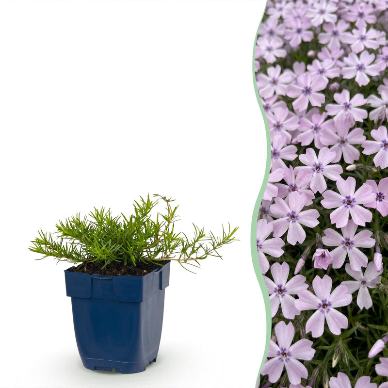 Green boutiQ - Vasteplant - Phlox Benita - Vlambloem - Bodembedekkend - Blauw - 12 Planten - Pot 11cm - Hoogte 15-25cm