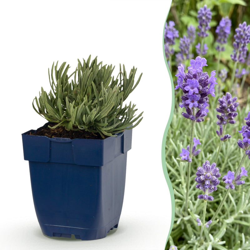 Green boutiQ - Vasteplant - Lavandula ang. Dwarf Blue - Lavendel - Geurend - Paars - 24 Planten - Pot 11cm - Hoogte 15-25cm