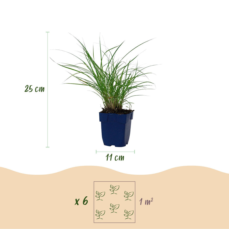 Green boutiQ - Grassen - Miscanthus sin. Red Chief - Pampusgras - Met Pluim - Groen - 1 Plant - Pot 11cm - Hoogte 15-25cm