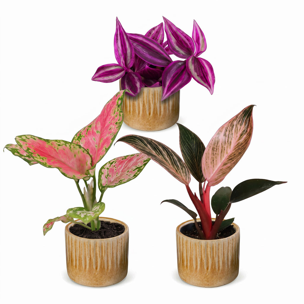 3x Baby Paradise Mix - Various colours - Tropical - incl. Linnea Honey - Ø6cm - ↕10-15cm