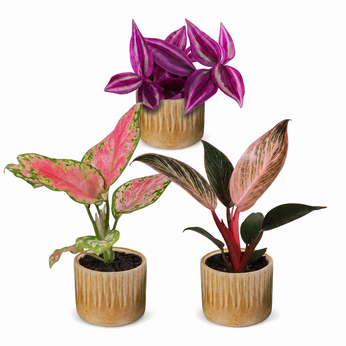 3x Baby Paradise Mix - Various colours - Tropical - incl. Linnea Honey - Ø6cm - ↕10-15cm