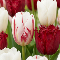 120x Tulipa Dutch Design - Tulp Dutch Design - Roze en Wit - Voorjaarsbloeier - Bolmaat 11/12