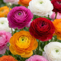 80x Ranunculus Mix - Ranonkel Mix - Diversen - Zomerbloeier - Bolmaat 5/6