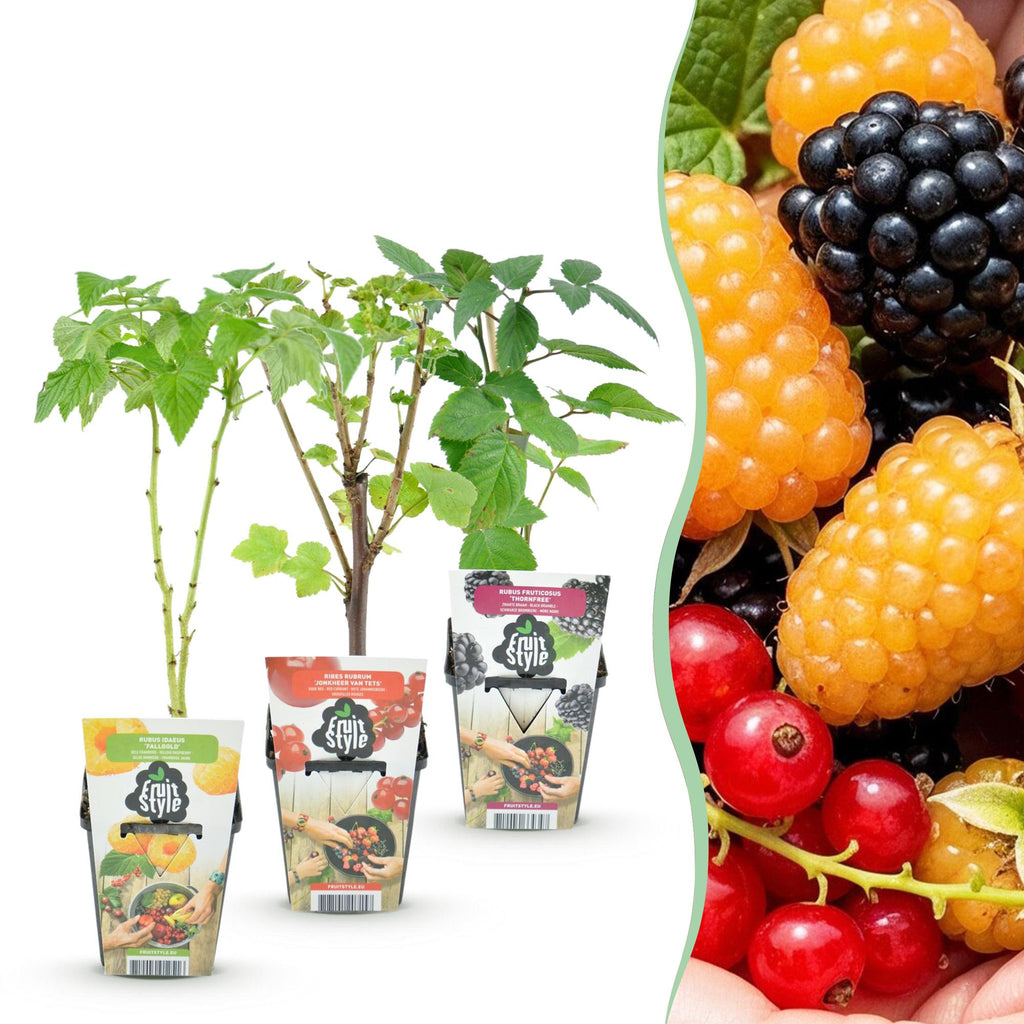 Green boutiQ - Plants fruitiers - Tricolore - Groseille rouge - Framboise jaune - Mûre noire - Rustique - 3 plantes - Pot 9cm