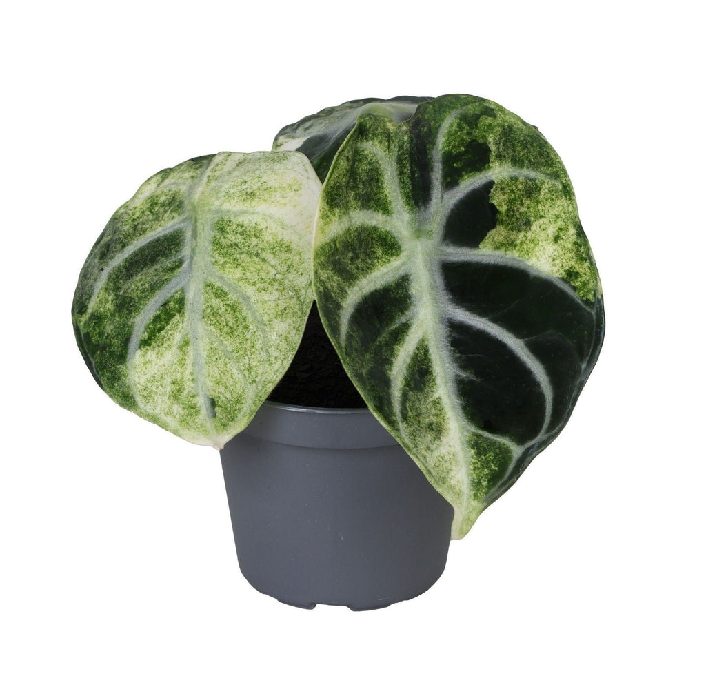 Alocasia Ninja Variegata - Variegated Ninja Elephant Ear - Black - Variegata - Tropical - Ø6cm - ↕5cm