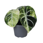 Alocasia Ninja Variegata - Variegated Ninja Elephant Ear - Black - Variegata - Tropical - Ø6cm - ↕5cm