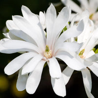 Green boutiQ - Plant op Stam - Magnolia stellata -Terras Plant - Bladverliezend - Winterhard - Witte Bloem - Pot 19cm Hoogte 90cm