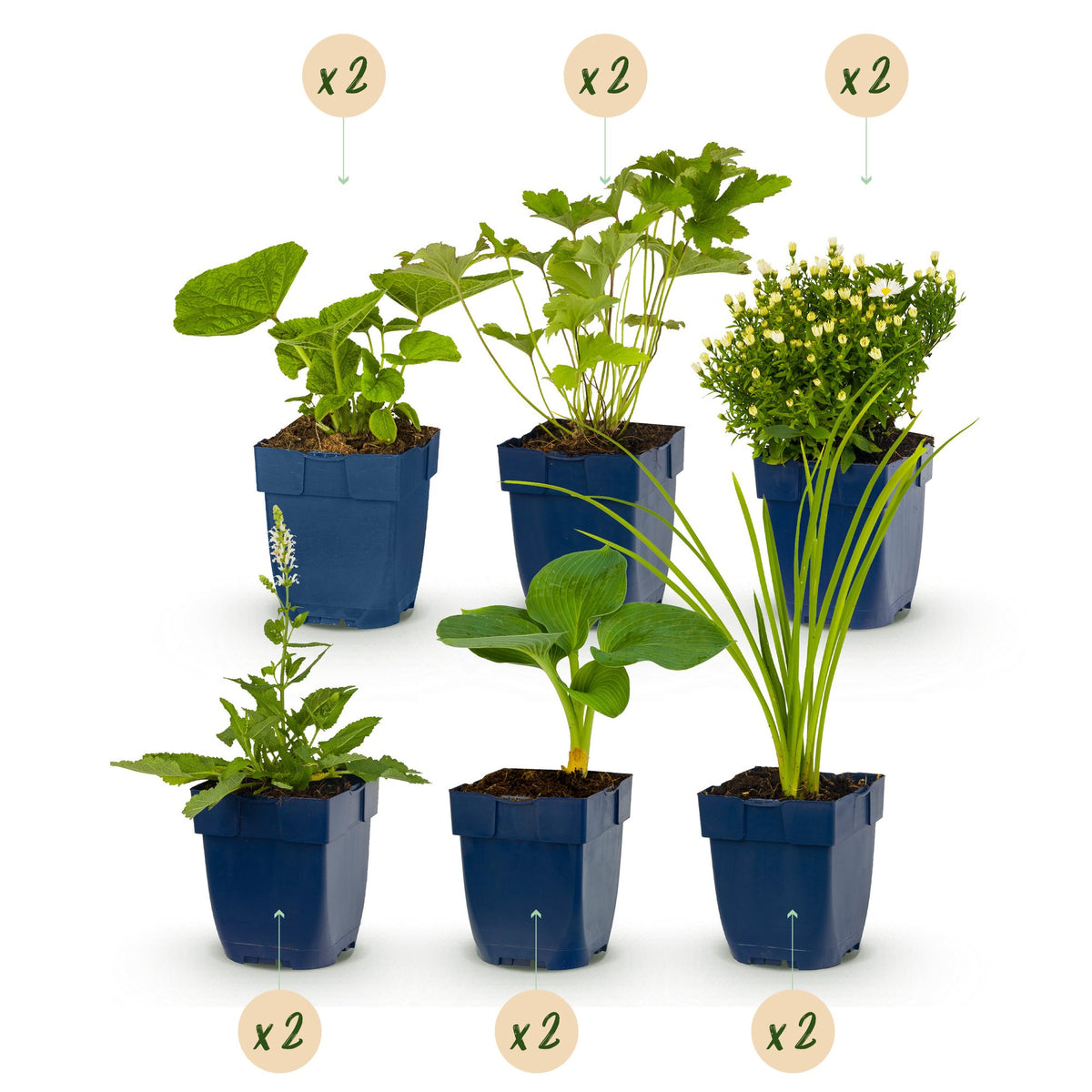 Vasteplant - Borderpakket - Wit - Diversen - Soorten en kleuren - 12 Planten - Pot 11cm - Hoogte 15-25cm