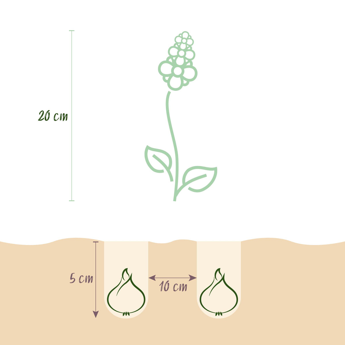 Green boutiQ - Bloembollen - Corydalis Beth Evans - Kleur Wit en Paars - 20 stuks - Bolmaat 6/7 - XXL Pack