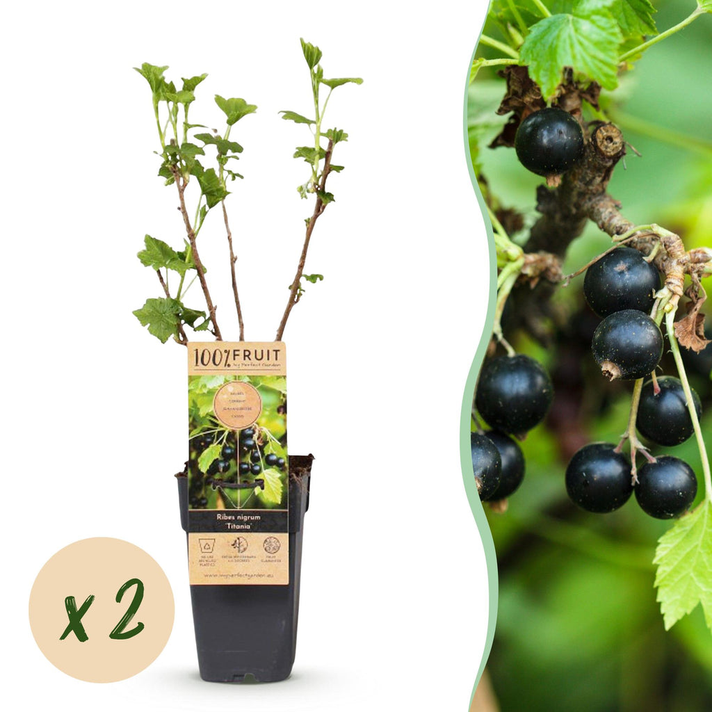 Green boutiQ - Obstpflanze - Ribes nigrum Titania - Beerenstrauch - Winterhart - Schwarze Johannisbeere - 2 Pflanzen - Topf 15cm - Höhe 50cm