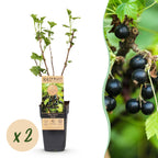 Green boutiQ - Obstpflanze - Ribes nigrum Titania - Beerenstrauch - Winterhart - Schwarze Johannisbeere - 2 Pflanzen - Topf 15cm - Höhe 50cm