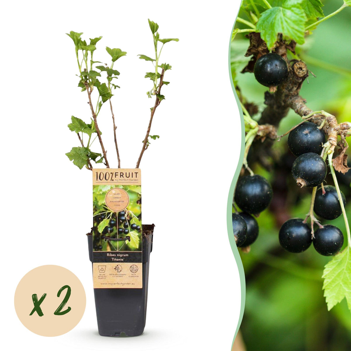Green boutiQ - Obstpflanze - Ribes nigrum Titania - Beerenstrauch - Winterhart - Schwarze Johannisbeere - 2 Pflanzen - Topf 15cm - Höhe 50cm