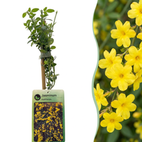 4x Jasminum nudiflorum - Winter jasmine - Yellow - Climber - Ø9cm - ↕35cm