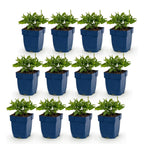 Green boutiQ - Stauden - Salvia nem. Sense Deep Blue - Salbei - Bienen- und Schmetterlingsmagnet - Lila - 12 Pflanzen - Topf 11 cm - Höhe 15-25 cm