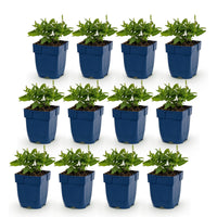 Green boutiQ - Vasteplant - Salvia nem. Sense Deepl Blue - Salie - Bijen en Vlinderlokkers - Paars - 12 Planten - Pot 11cm - Hoogte 15-25cm