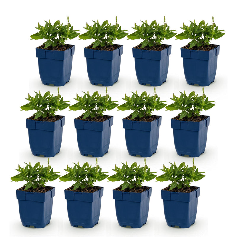 Green boutiQ - Vasteplant - Salvia nem. Sense Deepl Blue - Salie - Bijen en Vlinderlokkers - Paars - 12 Planten - Pot 11cm - Hoogte 15-25cm