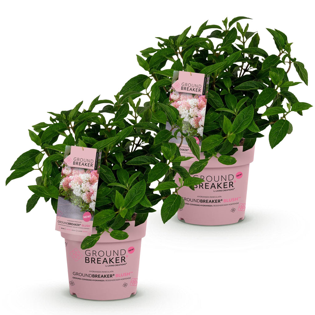 Green boutiQ - Gartenpflanze - Hydrangea paniculata Groundbreaker Blush - Rispenhortensie - Winterhart - Rosa - 2 Pflanzen - Topf 14cm - Höhe 20-25cm