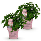 Green boutiQ - Gartenpflanze - Hydrangea paniculata Groundbreaker Blush - Rispenhortensie - Winterhart - Rosa - 2 Pflanzen - Topf 14cm - Höhe 20-25cm