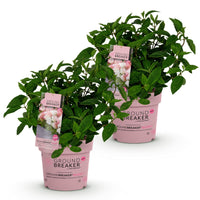 Green boutiQ - Tuinplant - Hydrangea panniculata Groundbreaker Blush - Pluimhortensia - Winterhard - Roze - 2 Planten - Pot 14cm - Hoogte 20-25cm