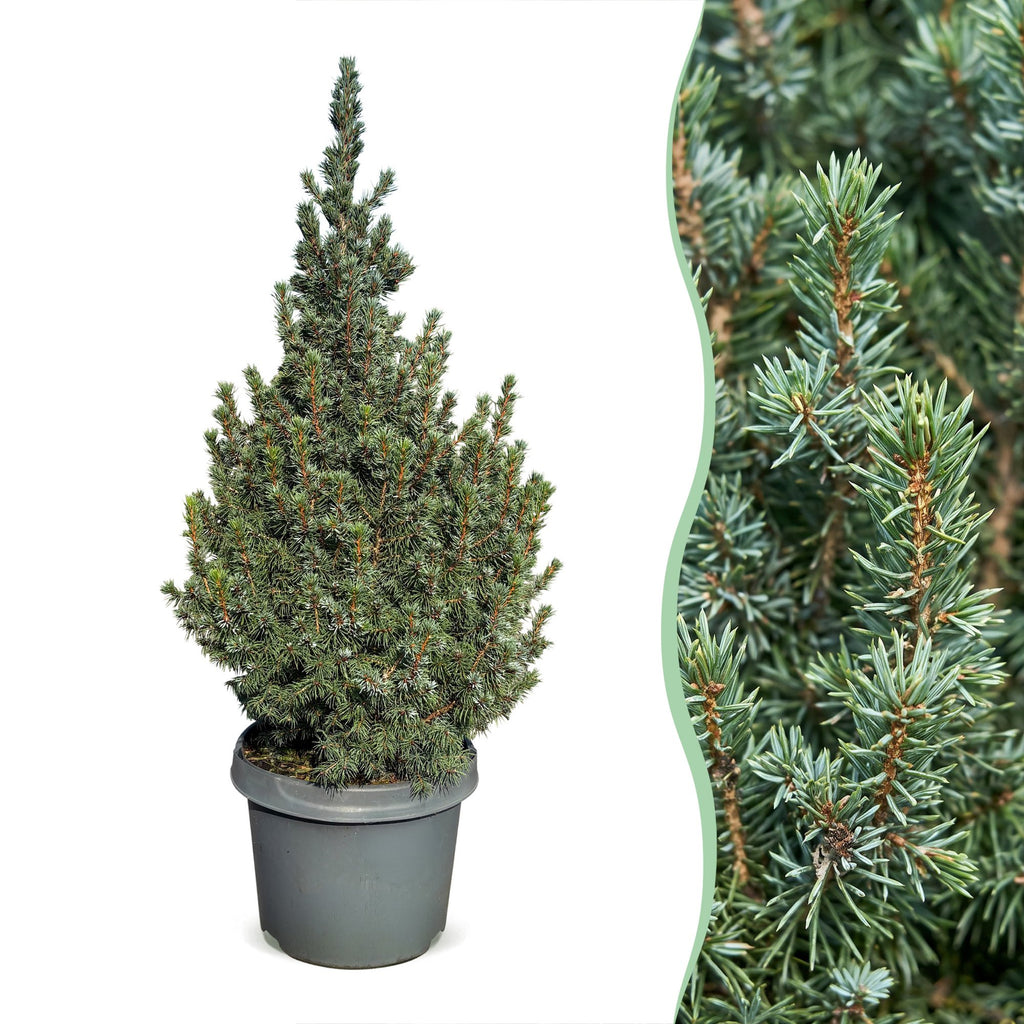 Picea glauca Sander's Blue - Blue Alberta Spruce - Blue - Christmas tree - Ø23cm - ↕60cm