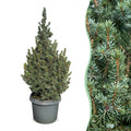 Picea glauca Sander's Blue - Blue Alberta Spruce - Blue - Christmas tree - Ø23cm - ↕60cm