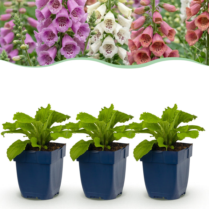 Green boutiQ - Vasteplant - Digitalis Tricolour - Vingerhoedskruid - Schaduw - Roze - Paars - Wit - 24 Planten - Pot 11cm - Hoogte 15-25cm
