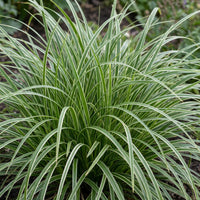 Green boutiQ - Grassen - Carex morrowii Ice Dance - Japanse Zegge - Groenblijvend - Creme-Groen - 12 Planten - Pot 11cm - Hoogte 15-25cm