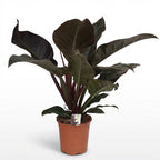 Green boutiQ - Plante d'intérieur - Philodendron - Philodendron Imperial Red - Rouge - Peu d'entretien - 1 Plante - Pot 19cm - Hauteur 60cm