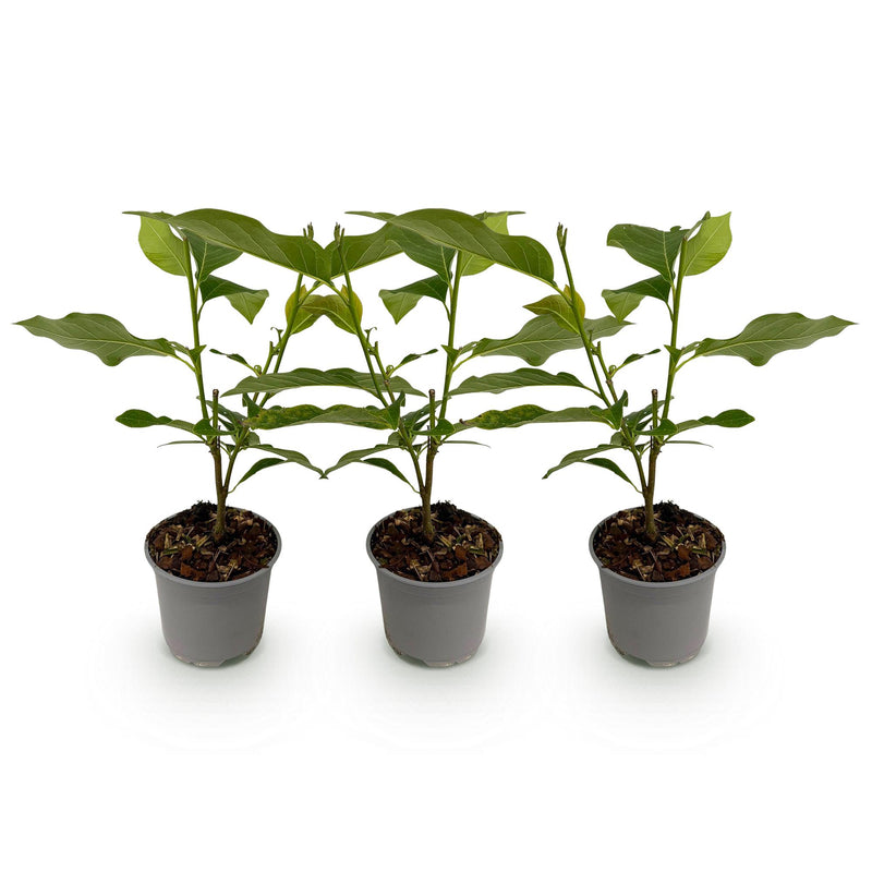 Green boutiQ - Tuinplant - Magnolia Genie - Bloem Paars - 3 Planten - Bladverliezend - Weinig Onderhoud - Pot 12cm Hoogte 30cm