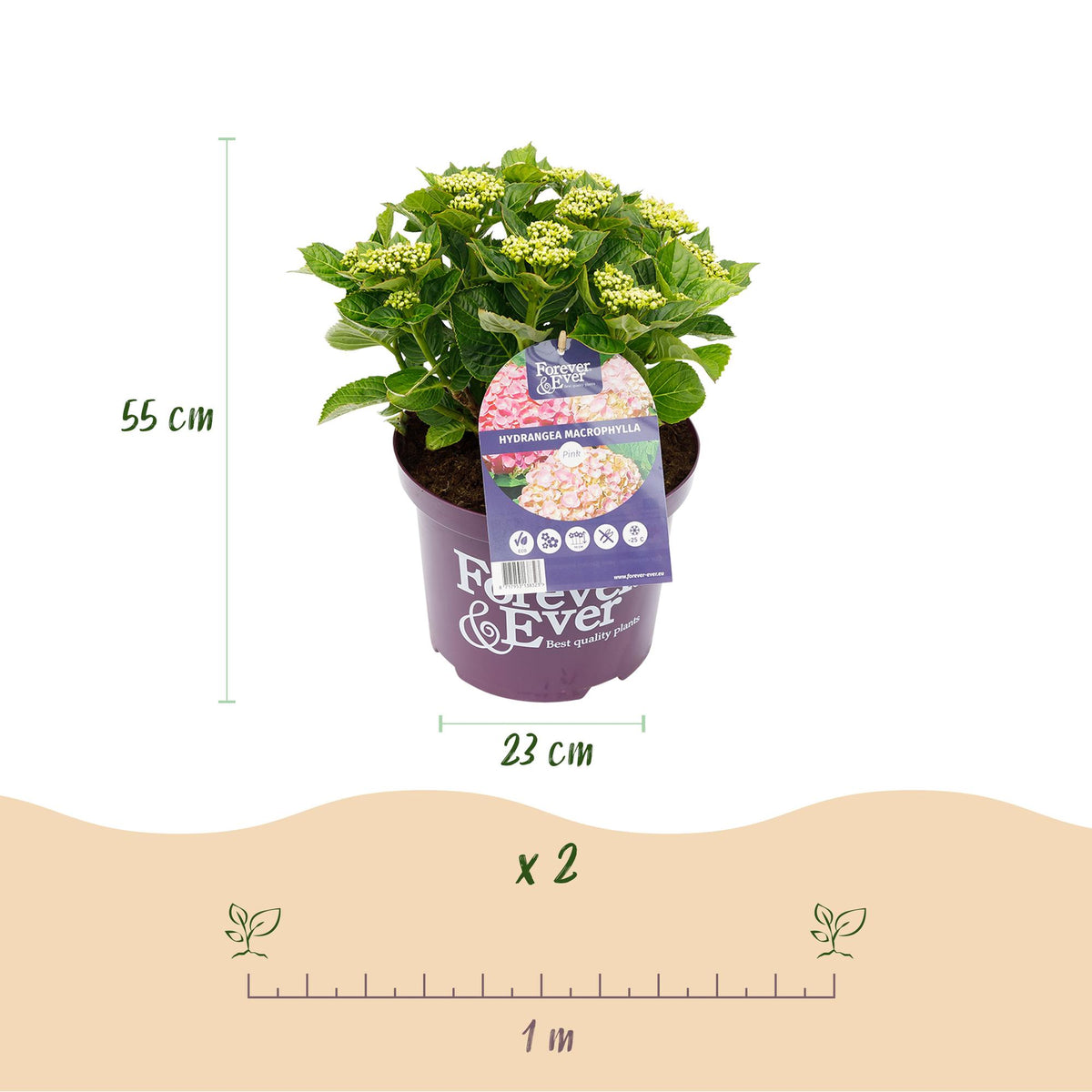 Green boutiQ - Plante de terrasse - Hortensia - Hydrangea Forever & Ever - Rose - 7-12 fleurs - Pot 23 cm Hauteur 55 cm