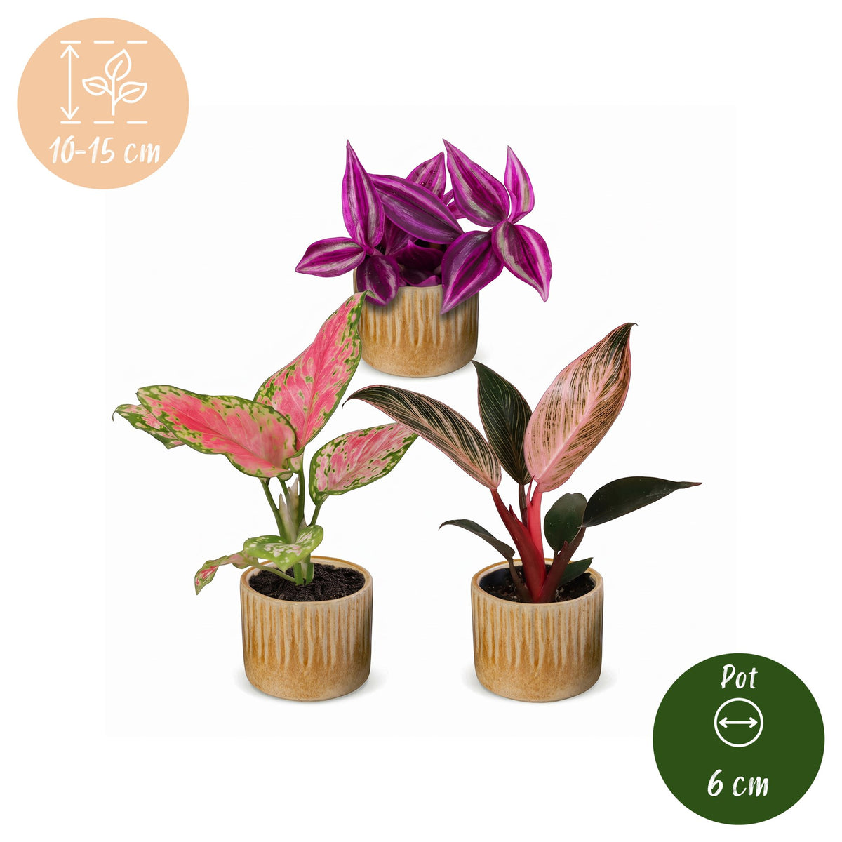 3x Baby Paradise Mix - Various colours - Tropical - incl. Linnea Honey - Ø6cm - ↕10-15cm