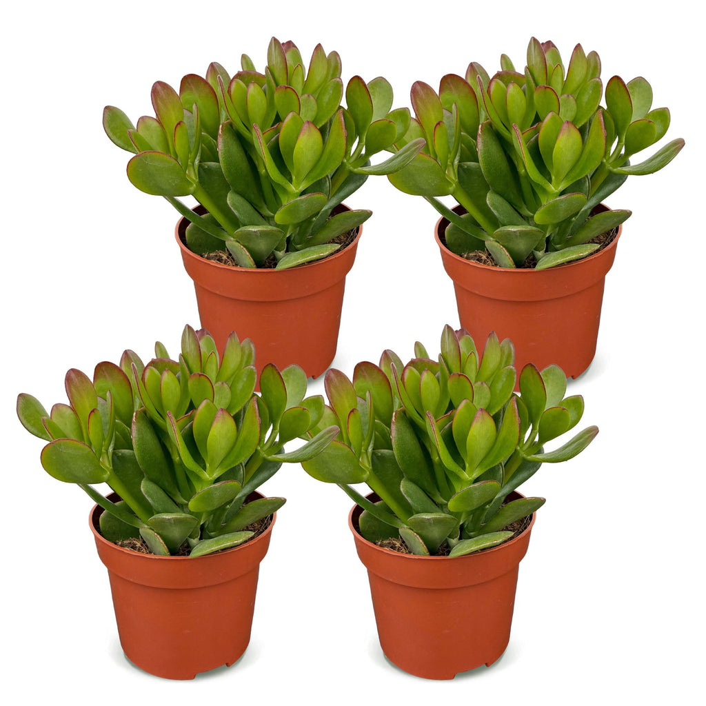 4x Crassula Ovata - Jade plant - Green - Succulent/cactus - Ø12cm - ↕16cm