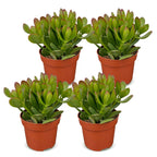 4x Crassula Ovata - Jade plant - Green - Succulent/cactus - Ø12cm - ↕16cm