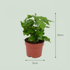 2x Coffea Arabica Kaffeepflanze - Ø 12 cm - Höhe: 25 cm