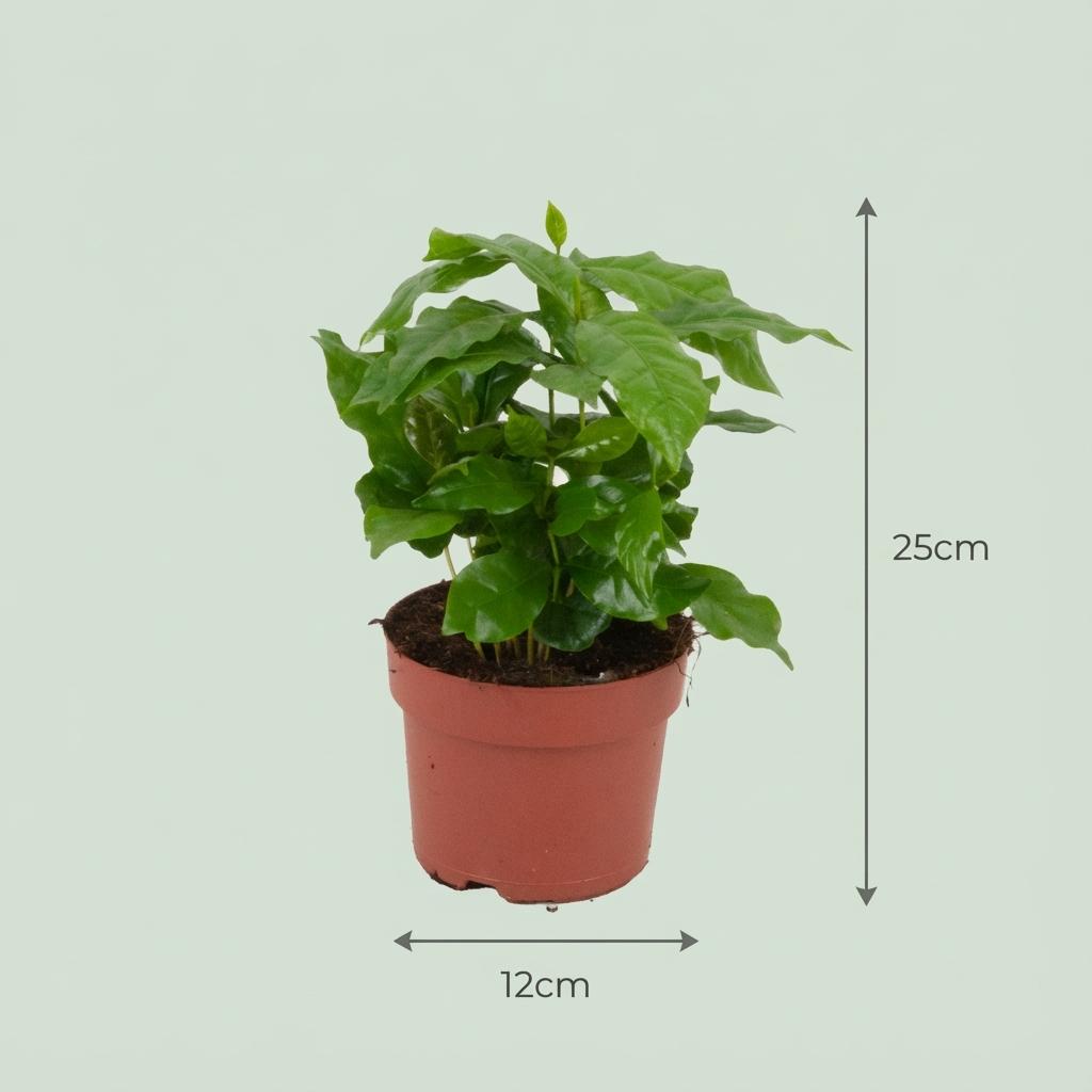 2x Coffea Arabica Kaffeepflanze - Ø 12 cm - Höhe: 25 cm