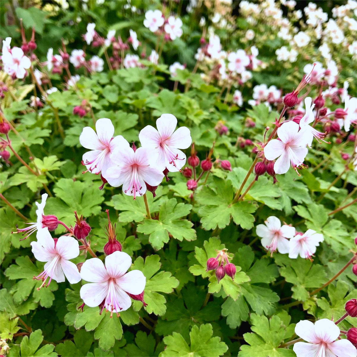 Green boutiQ - Plante vivace - Geranium macr. Spessart - Géranium vivace - Couvre-sol - Blanc-Rose - 24 Plantes - Pot 11cm - Hauteur 15-25cm
