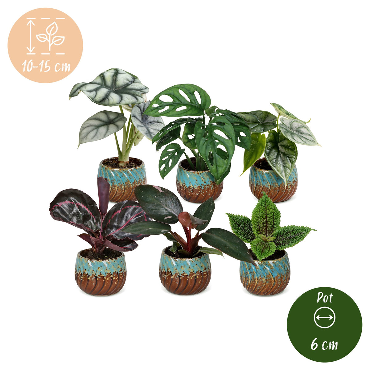 6x Baby Jungle Mix - Various colours - Tropical - incl. Copper Reef - Ø6cm - ↕10-15cm