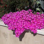 Green boutiQ - Couvre-sol - Rustique - Delosperma - 4 Plantes - Couleurs Rouge - Jaune - Violet - Rose - Peu d'entretien - Pot 14 Hauteur 17
