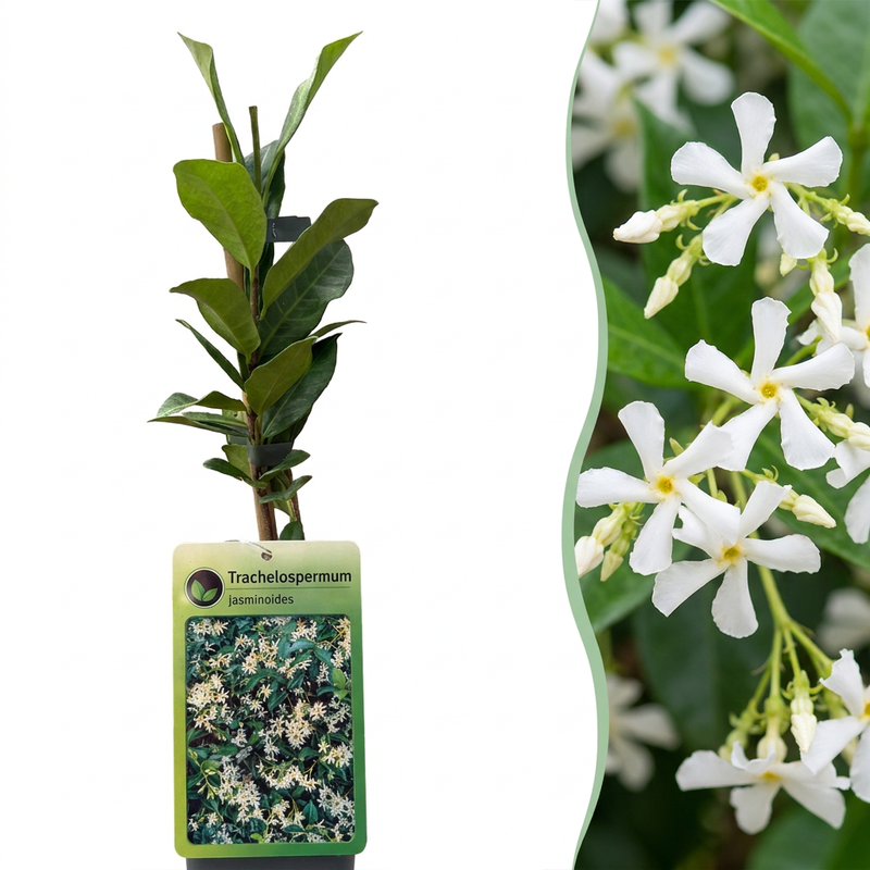 4x Trachelospermum jasminoides - Sternjasmin - Weiß - Kletterpflanze - Ø9cm - ↕35cm