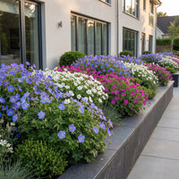 Green boutiQ - Vasteplant - Geranium Tricolour - Ooievaarsbek - Bodembedekkend - Paars - Roze - Wit - 6 Planten - Pot 11cm - Hoogte 15-25cm