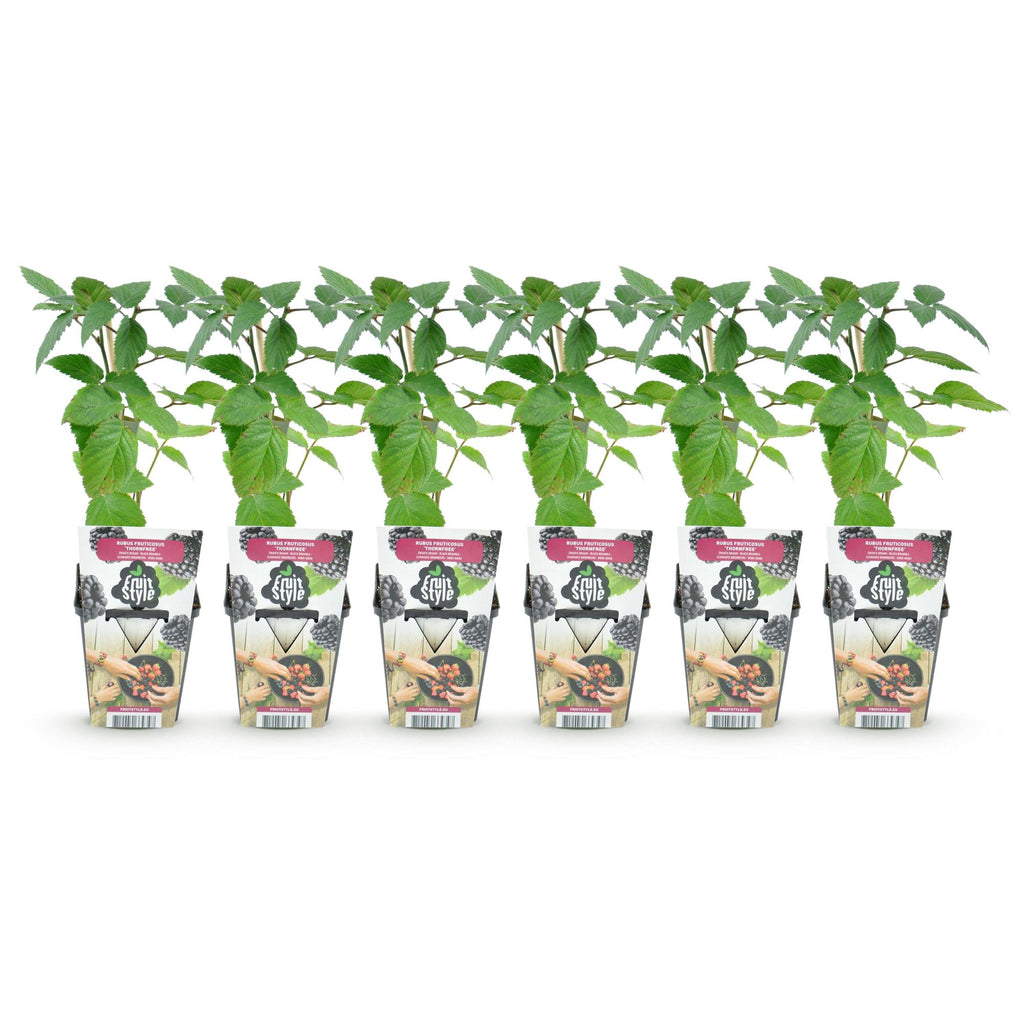 Green boutiQ - Obstpflanzen - Dornenlose Brombeere - Rubus Thornfree - Winterhart - 6 Pflanzen - Topf 9 cm - Schwarze Brombeere