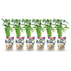 Green boutiQ - Obstpflanzen - Dornenlose Brombeere - Rubus Thornfree - Winterhart - 6 Pflanzen - Topf 9 cm - Schwarze Brombeere
