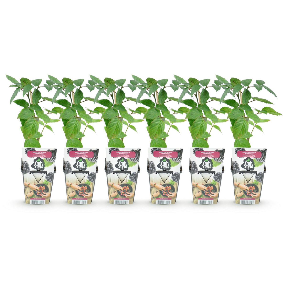 Green boutiQ - Obstpflanzen - Dornenlose Brombeere - Rubus Thornfree - Winterhart - 6 Pflanzen - Topf 9 cm - Schwarze Brombeere